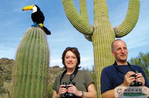 黃綠灌叢唐納雀