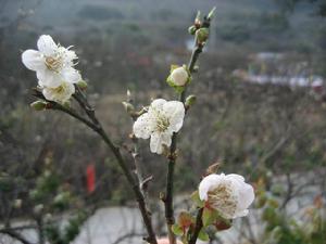白梅花