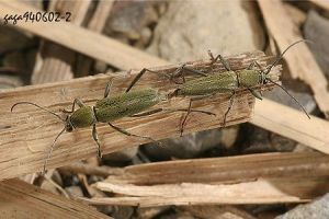 寶興綠虎天牛 寶興綠虎天牛