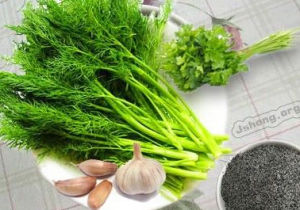 奇山多刀茴香 奇山多刀茴香