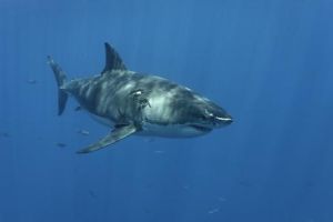 小齒擬皺唇鯊 小齒擬皺唇鯊