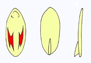 (圖)一種可以追教室的工具。不過據學長所言,似乎已經非常過時了……