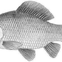 九鱗波魚 九鱗波魚