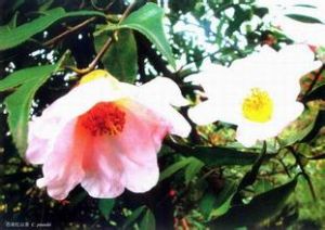 窄葉西南紅山茶 窄葉西南紅山茶