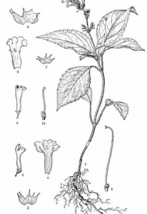 小葉散爵床(變種) 小葉散爵床(變種)