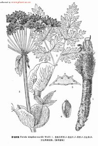 山地阿魏 山地阿魏