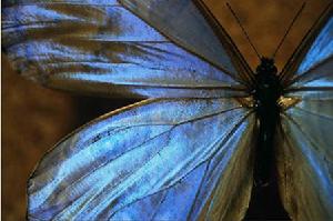 藍色大閃蝶