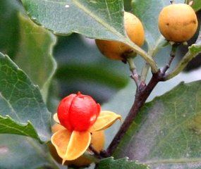 衛矛亞科 衛矛亞科