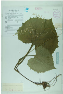 耳翼蟹甲草 耳翼蟹甲草