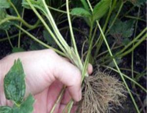 擬苗氏瓶蘚 擬苗氏瓶蘚