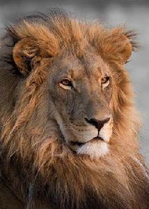 獅子[大型貓科類動物]