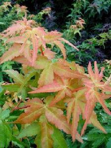 三季黃楓 三季黃楓