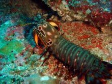 熱帶蝦蛄 熱帶蝦蛄