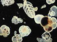 肉足蟲綱 肉足蟲綱