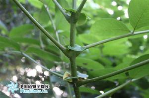 貓尾木屬 貓尾木屬