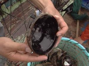 打撈出來的黑釉碗