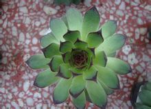 透明脈觀音座蓮 透明脈觀音座蓮