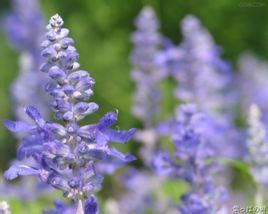 鍾萼鼠尾 鍾萼鼠尾