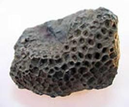 六方珊瑚 六方珊瑚