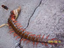 蜈蚣[節肢動物]