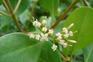 瓶花木屬 瓶花木屬