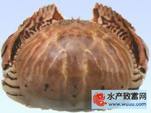 卷折饅頭蟹 卷折饅頭蟹