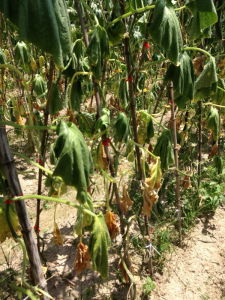 永久萎蔫 永久萎蔫