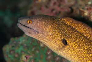 Yellow-edged moray 黃邊裸胸鱔