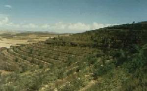 寧夏水土保持防護林