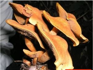 物種性別：不清圖片說明