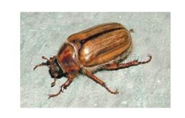 棕色鰓金龜 棕色鰓金龜