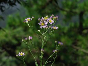 （圖）柳葉紫苑