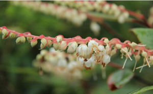 南川榿葉樹 南川榿葉樹