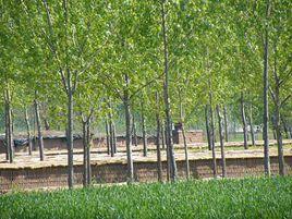 大馬村鄉 大馬村鄉