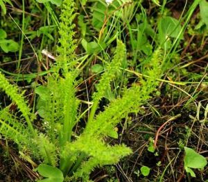 野蘇子系 野蘇子系