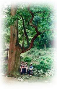 水田鄉[雲南威信縣轄鄉]