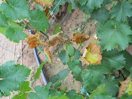 侵襲性病害 侵襲性病害