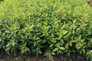 糙邊螺序草 糙邊螺序草