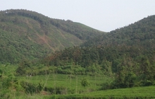 （圖）遵義毛峰產地