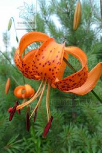 大花捲丹（變種）