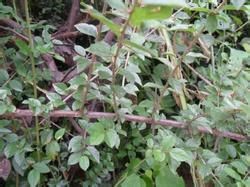 峨眉雀梅藤 峨眉雀梅藤