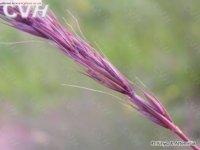 圓柱披鹼草 圓柱披鹼草