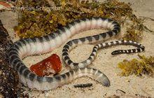 環紋海蛇（Hydrophis fasciatus）