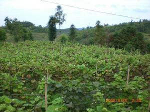 雨朵鎮小水井村 雨朵鎮小水井村