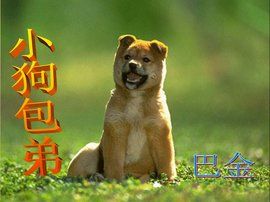 小狗包弟 小狗包弟