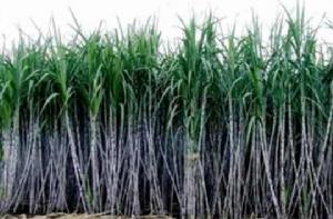 甘糖7號 甘糖7號