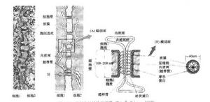 胞間連絲示意圖