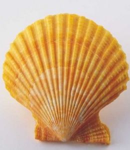 扇貝殼 扇貝殼