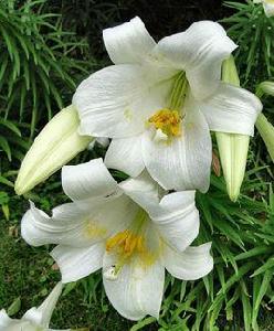 麝香百合 麝香百合