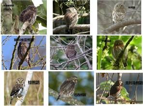 艾伯鵂鶹 艾伯鵂鶹